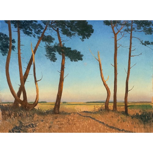 Pine Trees at Holkham Bay, Norfolk